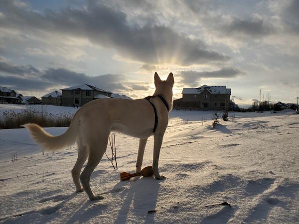 Bear, the beloved dog who inspired the studio name
